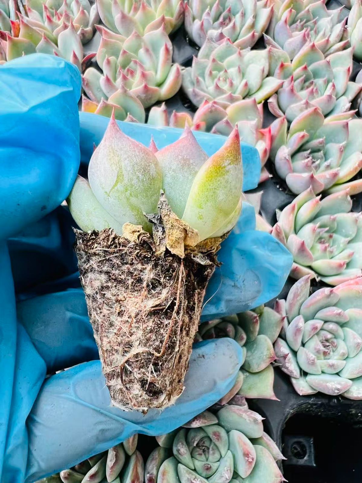 新発売 LL020 チワワ 105苗セット 土と根付き 多肉植物 エケベリア