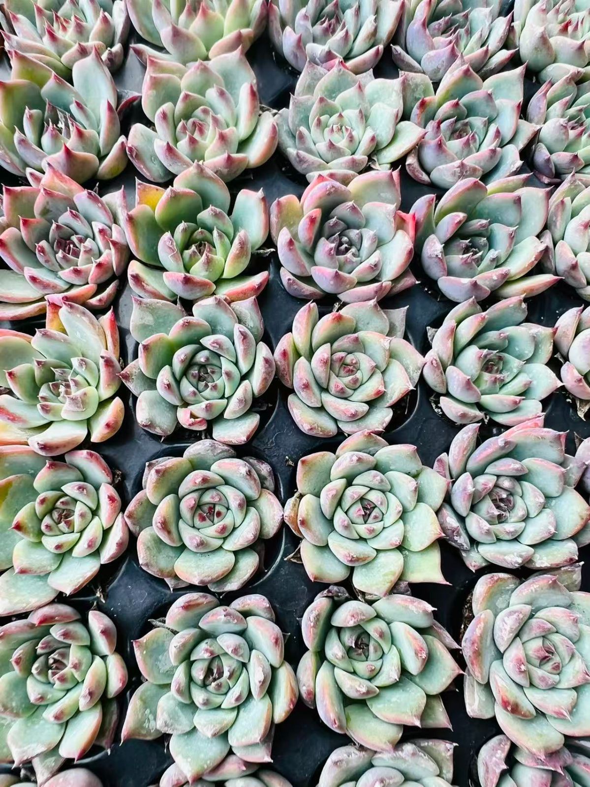 新発売 LL020 チワワ 105苗セット 土と根付き 多肉植物 エケベリア