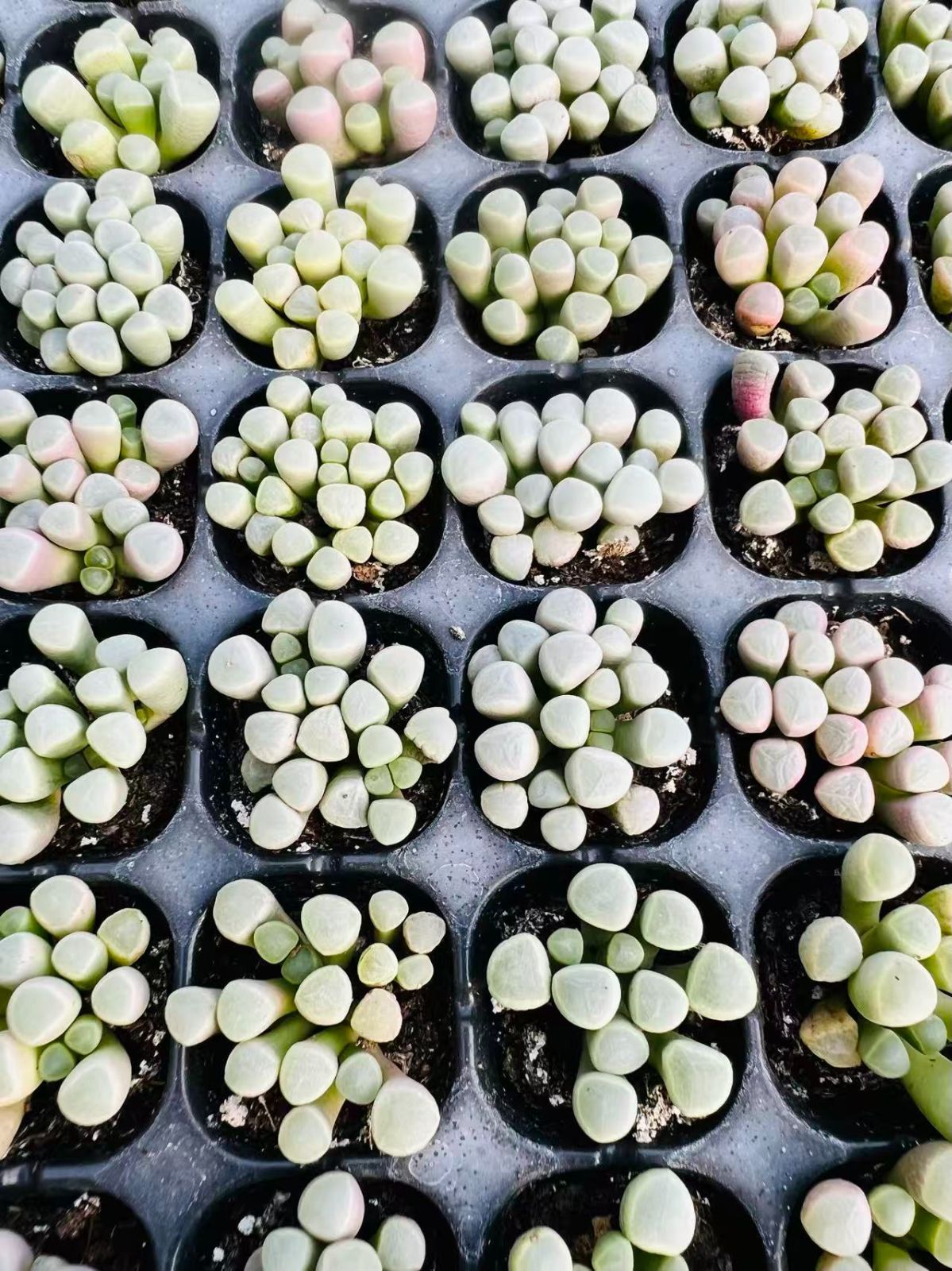 ✨New!!✨ 韓国苗 多肉植物 【五十鈴玉3苗】 10/3発送分 ✨New!!✨ 韓国苗 多肉植物 【五十鈴玉3苗】 10/3発送分