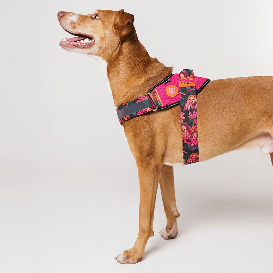 zee.dog ジードッグ FLY HARNESS/フライハーネス SELVA(セルバ) サイズ