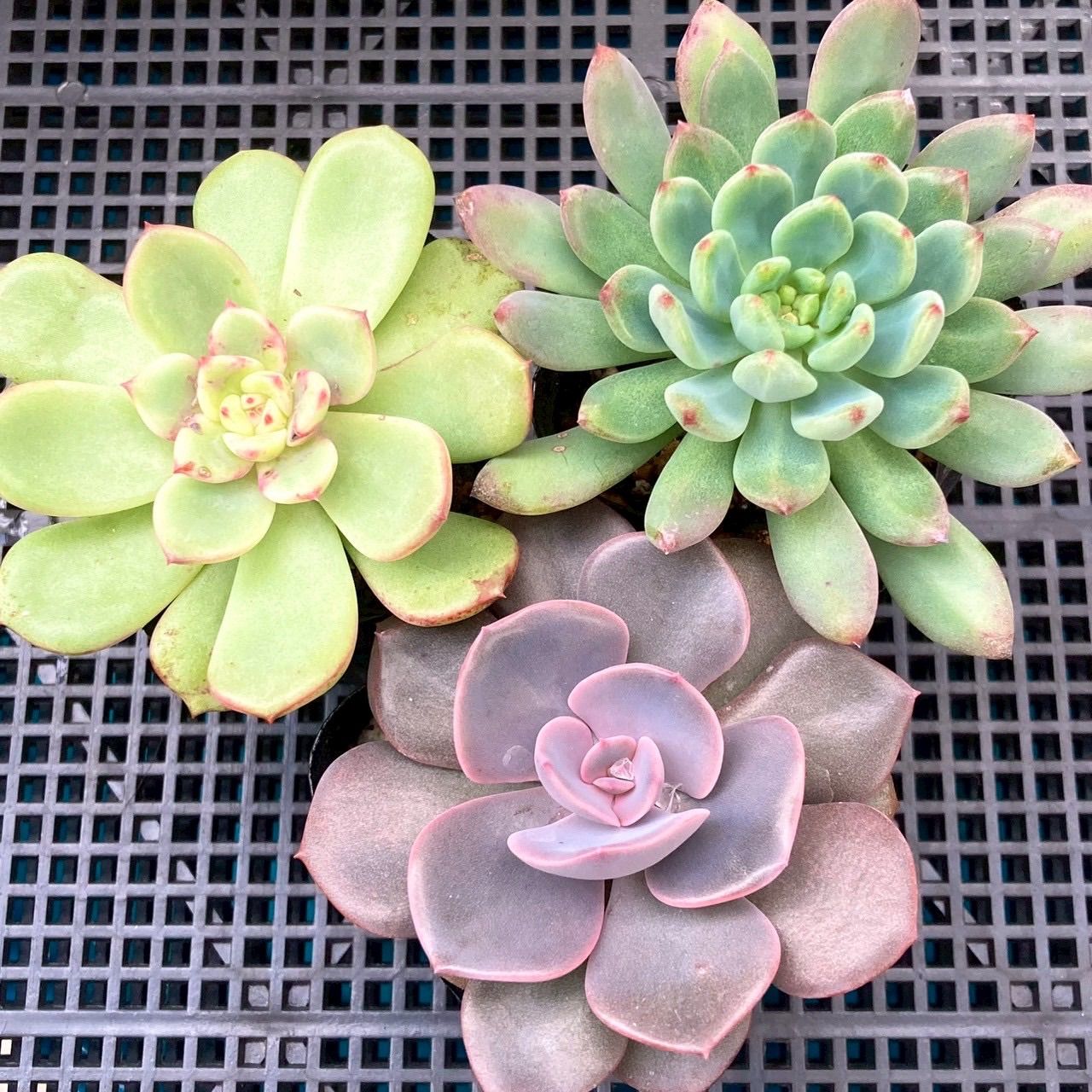 多肉植物 3種類セット 鉢ごと発送 (ダスティローズ ビクトリー ブルー