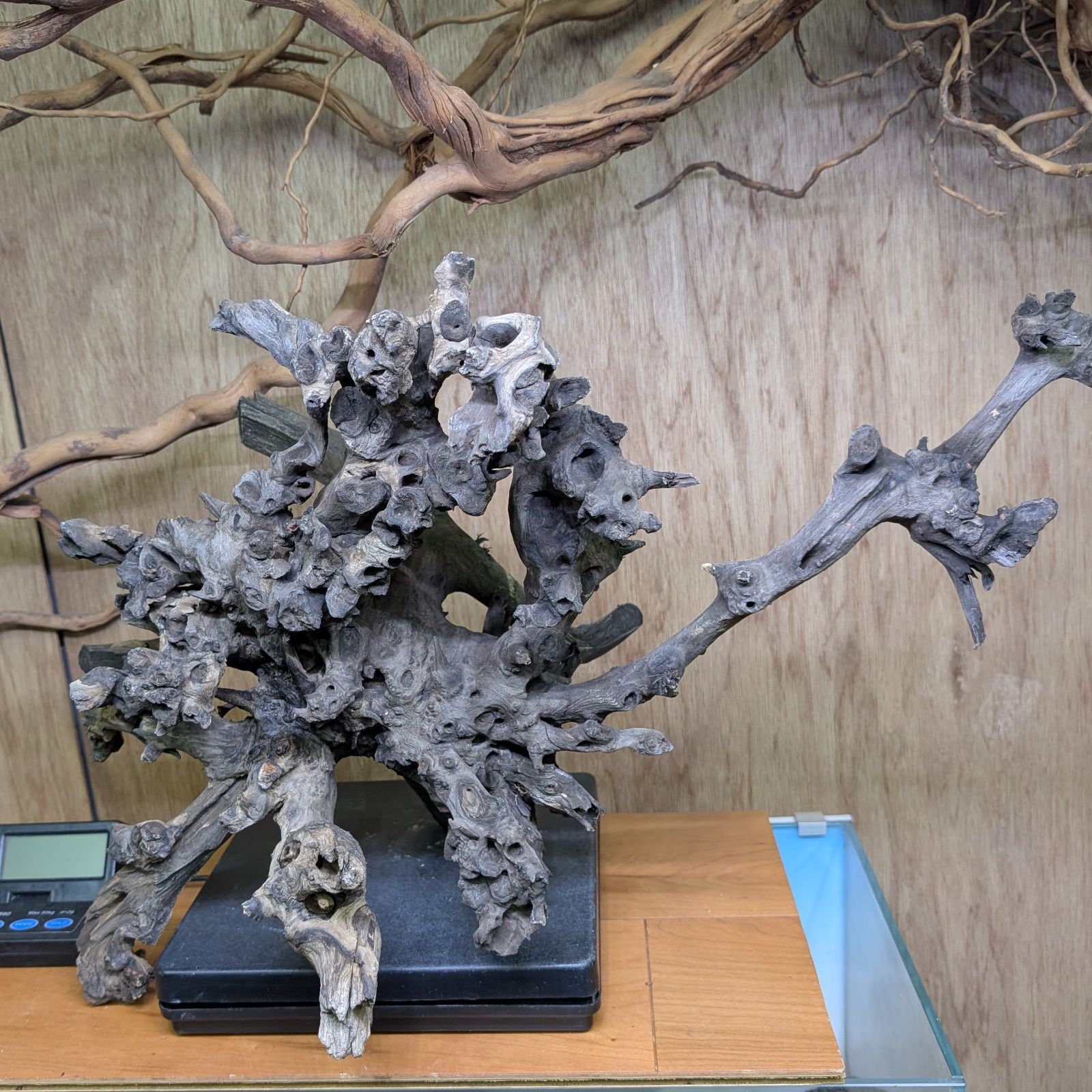 コーラルウッド✻｜特大流木｜66cm｜CW302014｜1点｜自然流木 - メルカリ