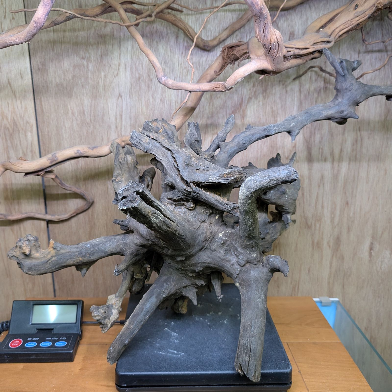 特大　流木【1655】 特大 流木【1655】