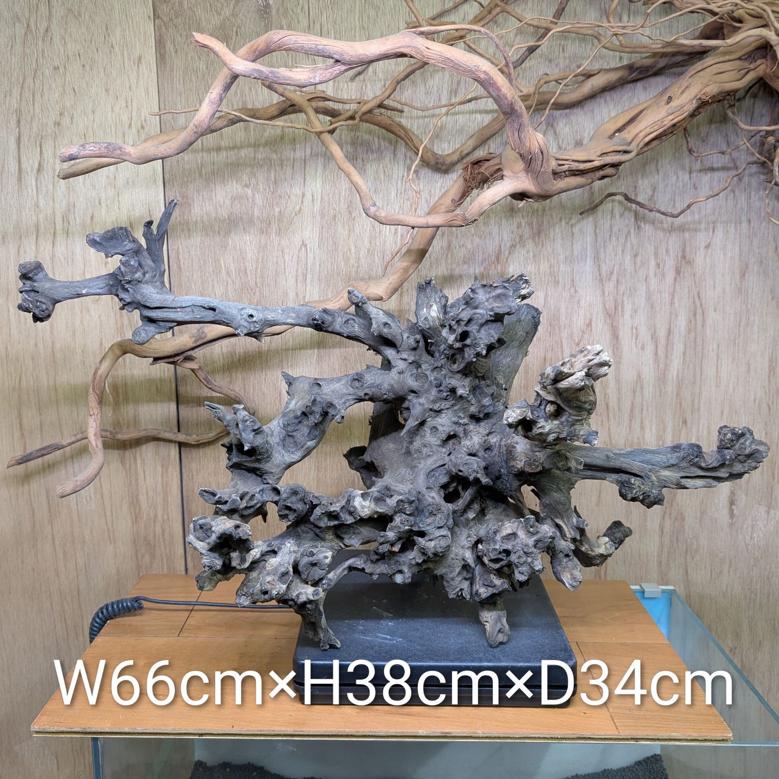 コーラルウッド✻｜特大流木｜66cm｜CW302014｜1点｜自然流木 - メルカリ