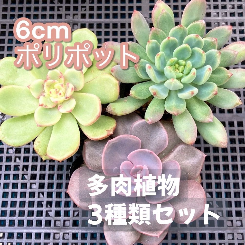 多肉セット③ 楽天市場】【柏屋商店さん直送】多肉植物 送料無料 品種おまかせカット