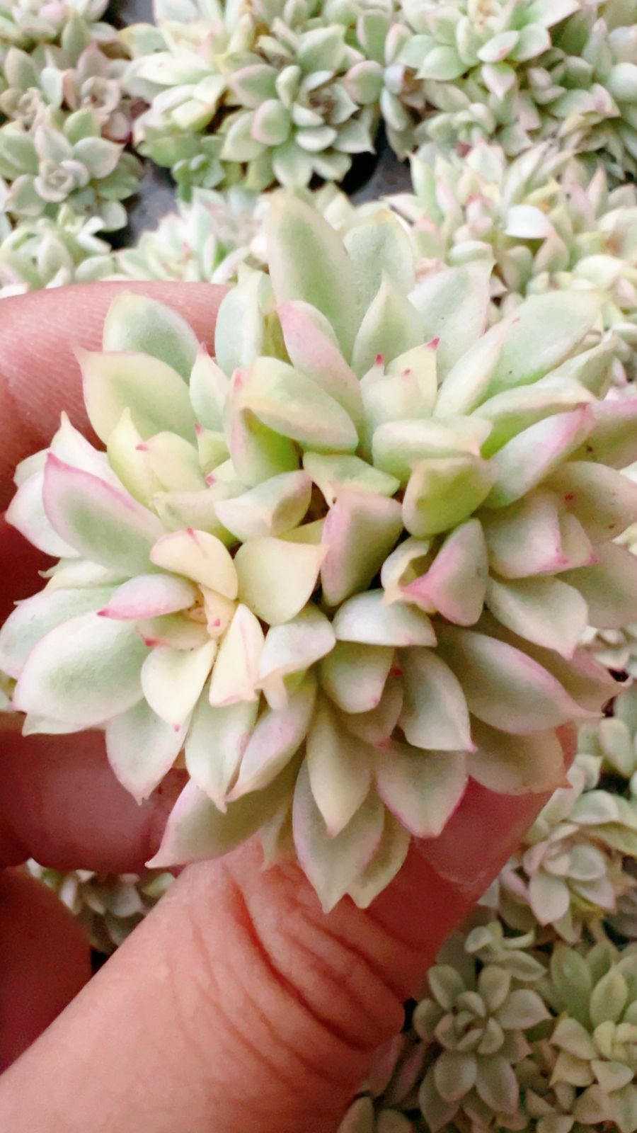 新発売 LL031 女雛錦 72苗セット 土と根付き 多肉植物 エケベリア 韓国