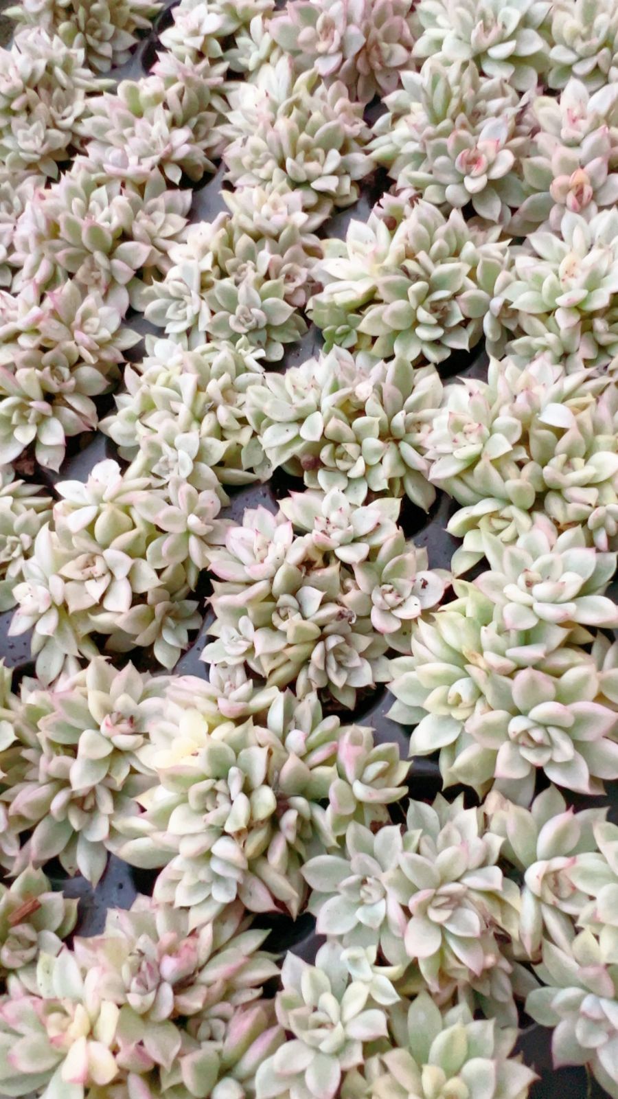 新発売 LL031 女雛錦 72苗セット 土と根付き 多肉植物 エケベリア 韓国