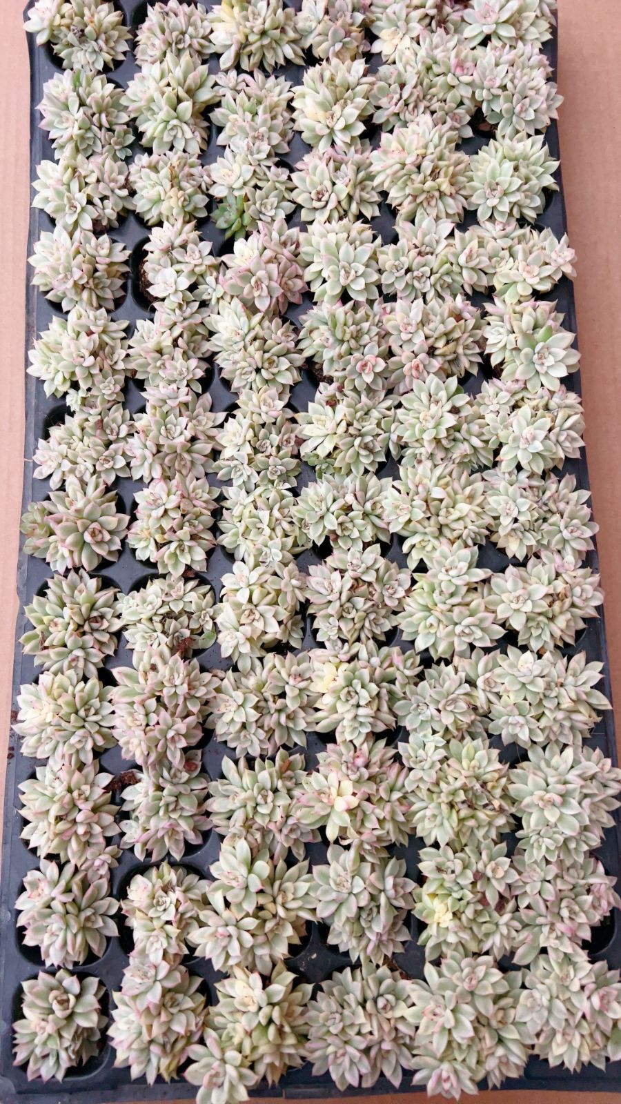 新発売 LL031 女雛錦 72苗セット 土と根付き 多肉植物 エケベリア 韓国