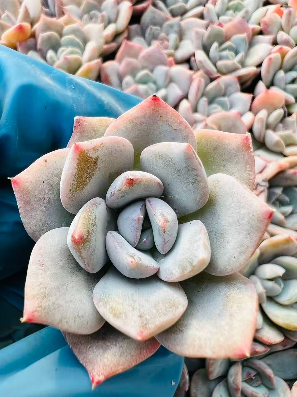 B788　イチゴミルク　土根付き　128苗　多肉 エケベリア 韓国苗 サボテン 新発売 LL006 イチゴピンク 128苗セット 土と根付き 多肉植物