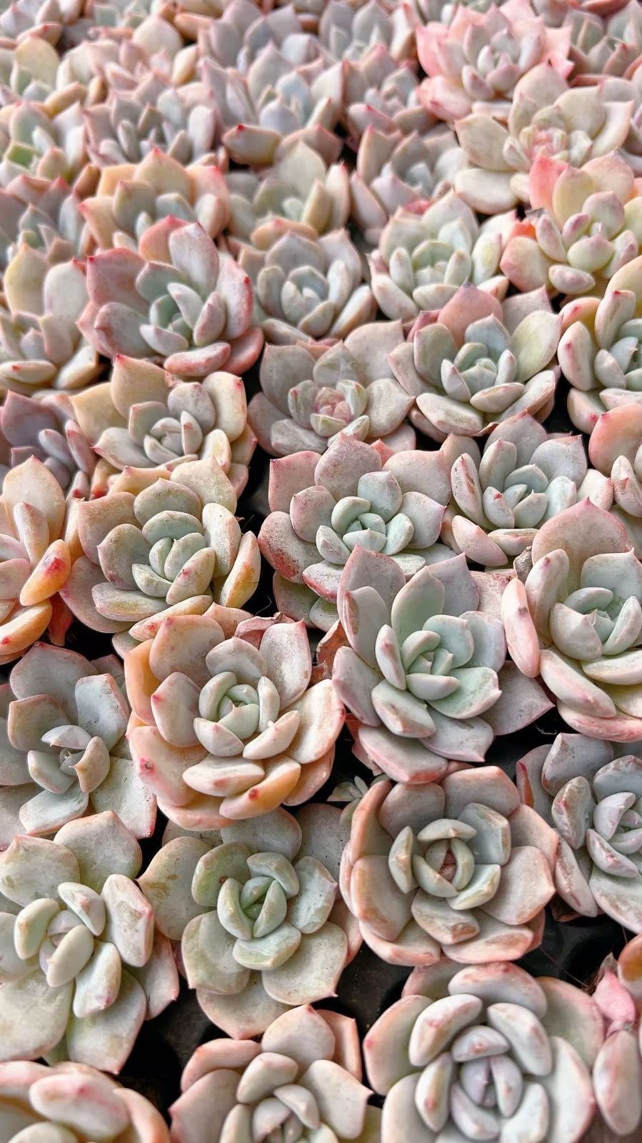 B788　イチゴミルク　土根付き　128苗　多肉 エケベリア 韓国苗 サボテン B788 イチゴミルク 土根付き 128苗 多肉 エケベリア 韓国苗 サボテン