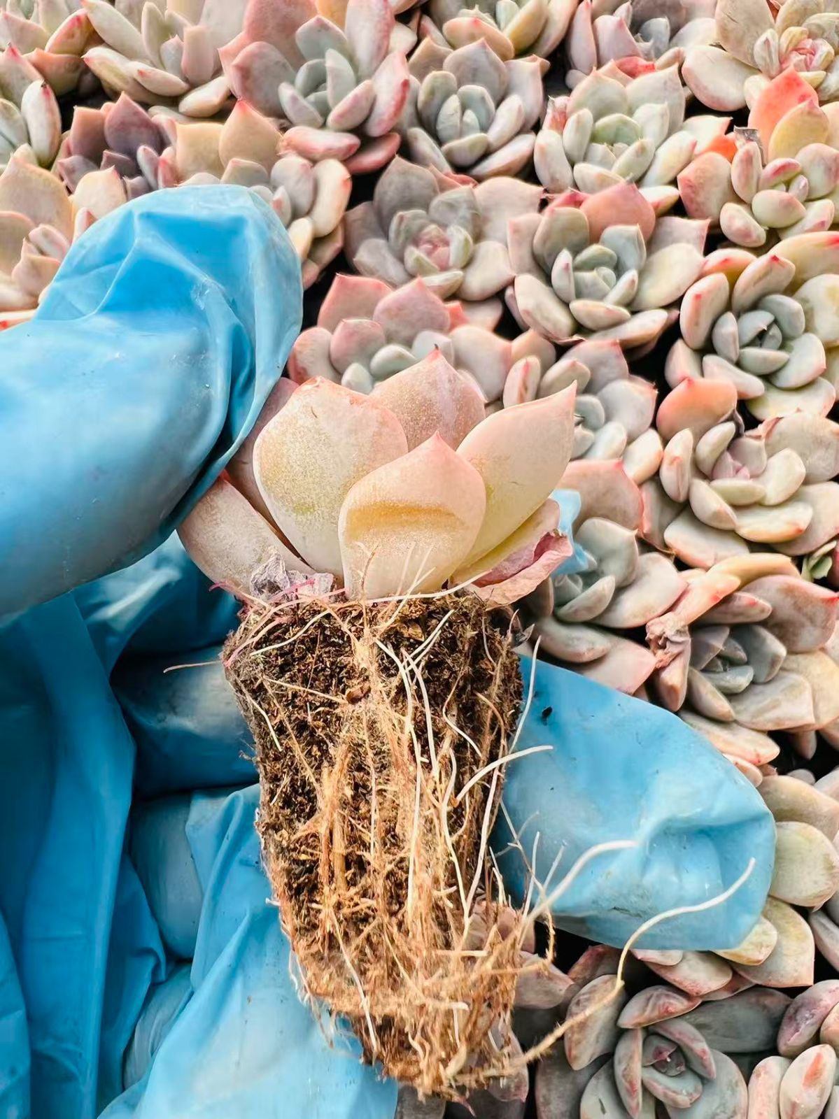 B788　イチゴミルク　土根付き　128苗　多肉 エケベリア 韓国苗 サボテン 新発売 LL006 イチゴピンク 128苗セット 土と根付き 多肉植物