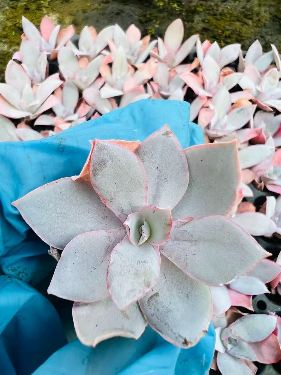 K*Z様 R19　15種類の土と根付き105苗セット　多肉　エケベリア　韓国苗 K*Z様 R19 15種類の土と根付き105苗セット 多肉 エケベリア