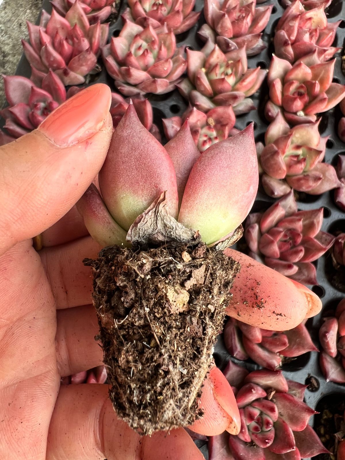 ②セル苗105個セット✨多肉植物　エケベリア　詰め合わせ　寄せ植えに!! セル苗105個セット✨多肉植物 エケベリア 詰め合わせ 寄せ植えに!! ⑭