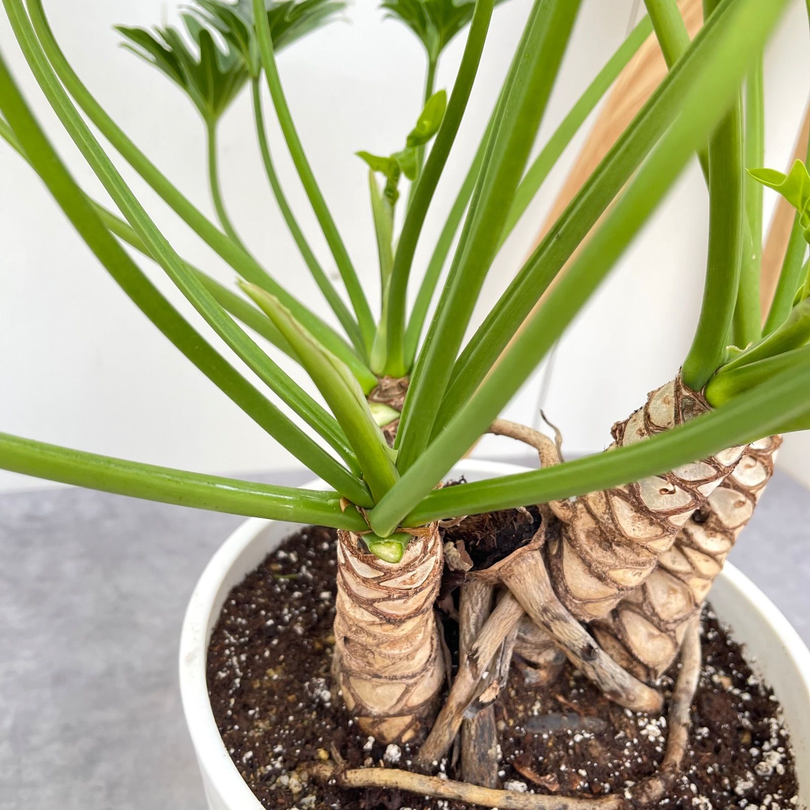 ト*シ様 ✨オークション形式です✨フィロデンドロン　クッカバラ　幹上がり　観葉植 フィロデンドロン クッカバラ ジャイアント 幹上がり 8【現品】観葉