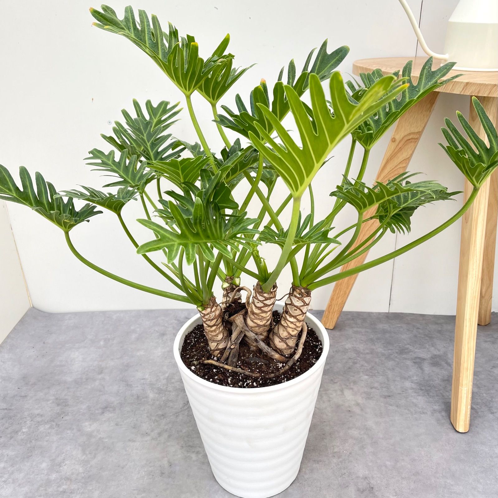 フィロデンドロン クッカバラ ジャイアント 幹上がり 8【現品】観葉