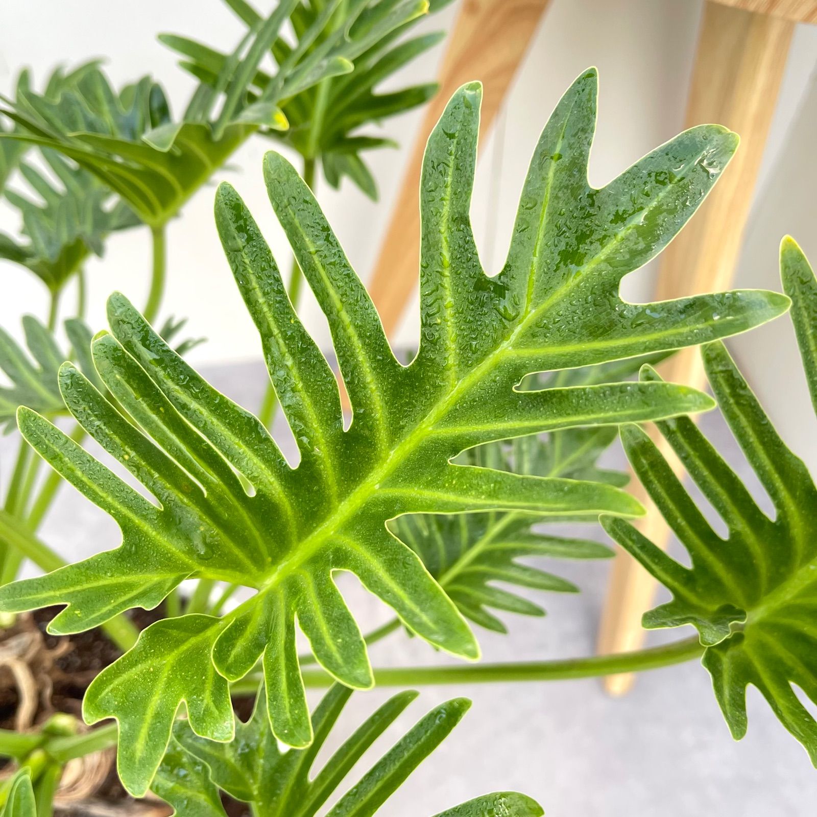 フィロデンドロン クッカバラ ジャイアント 幹上がり 8【現品】観葉