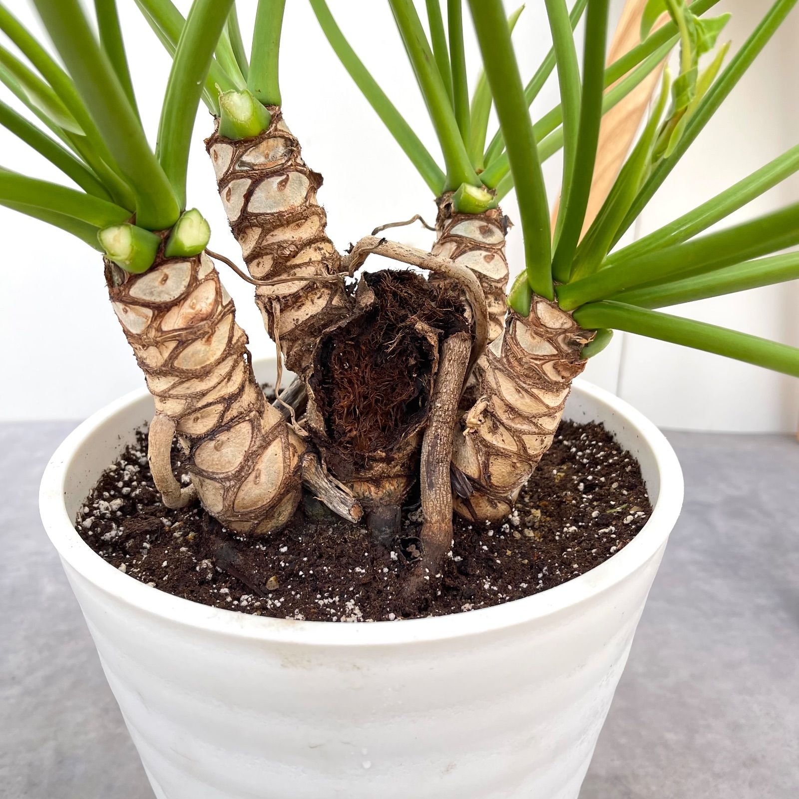 フィロデンドロン クッカバラ ジャイアント 幹上がり 8【現品】観葉