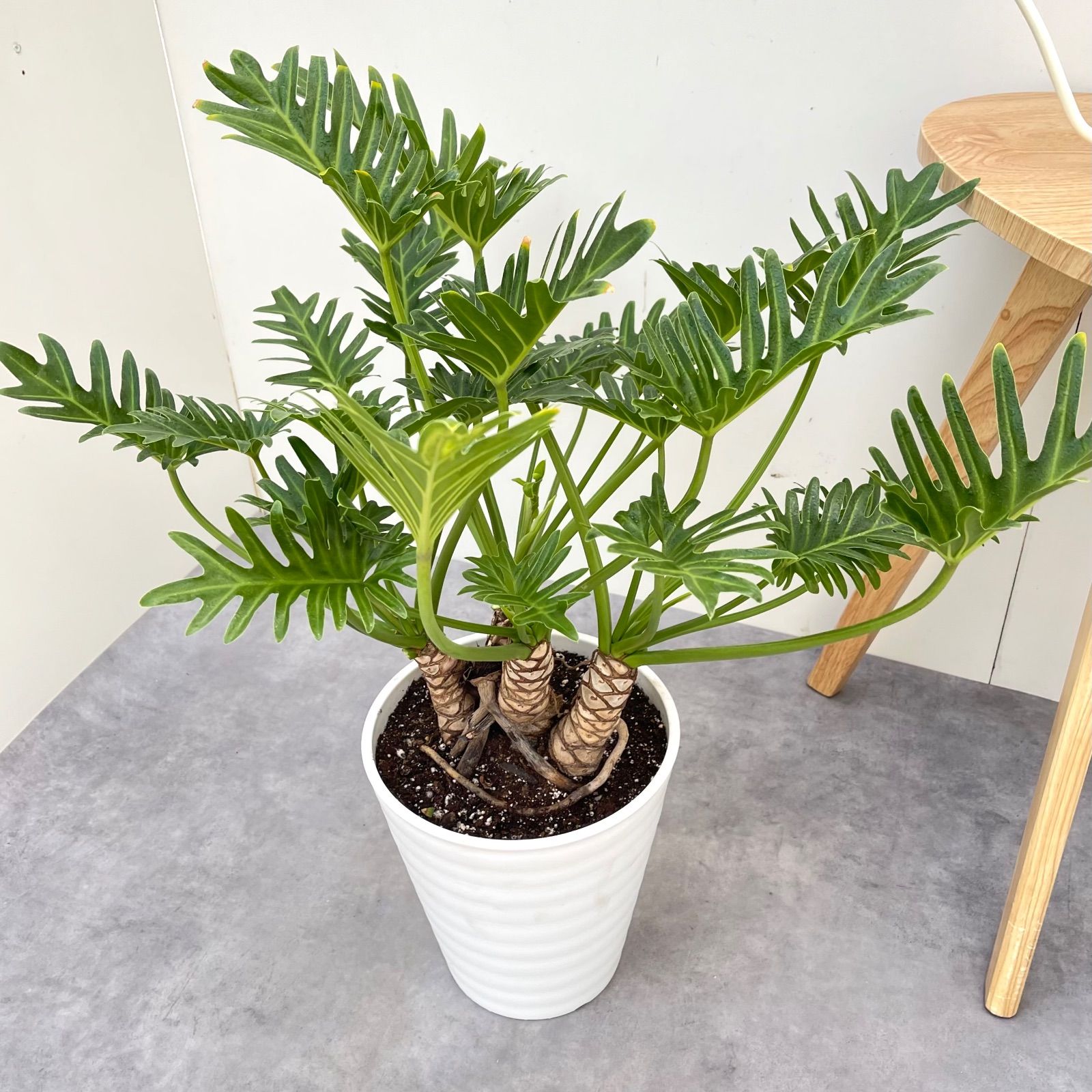 ト*シ様 ✨オークション形式です✨フィロデンドロン　クッカバラ　幹上がり　観葉植 フィロデンドロン クッカバラ ジャイアント 幹上がり 8【現品】観葉