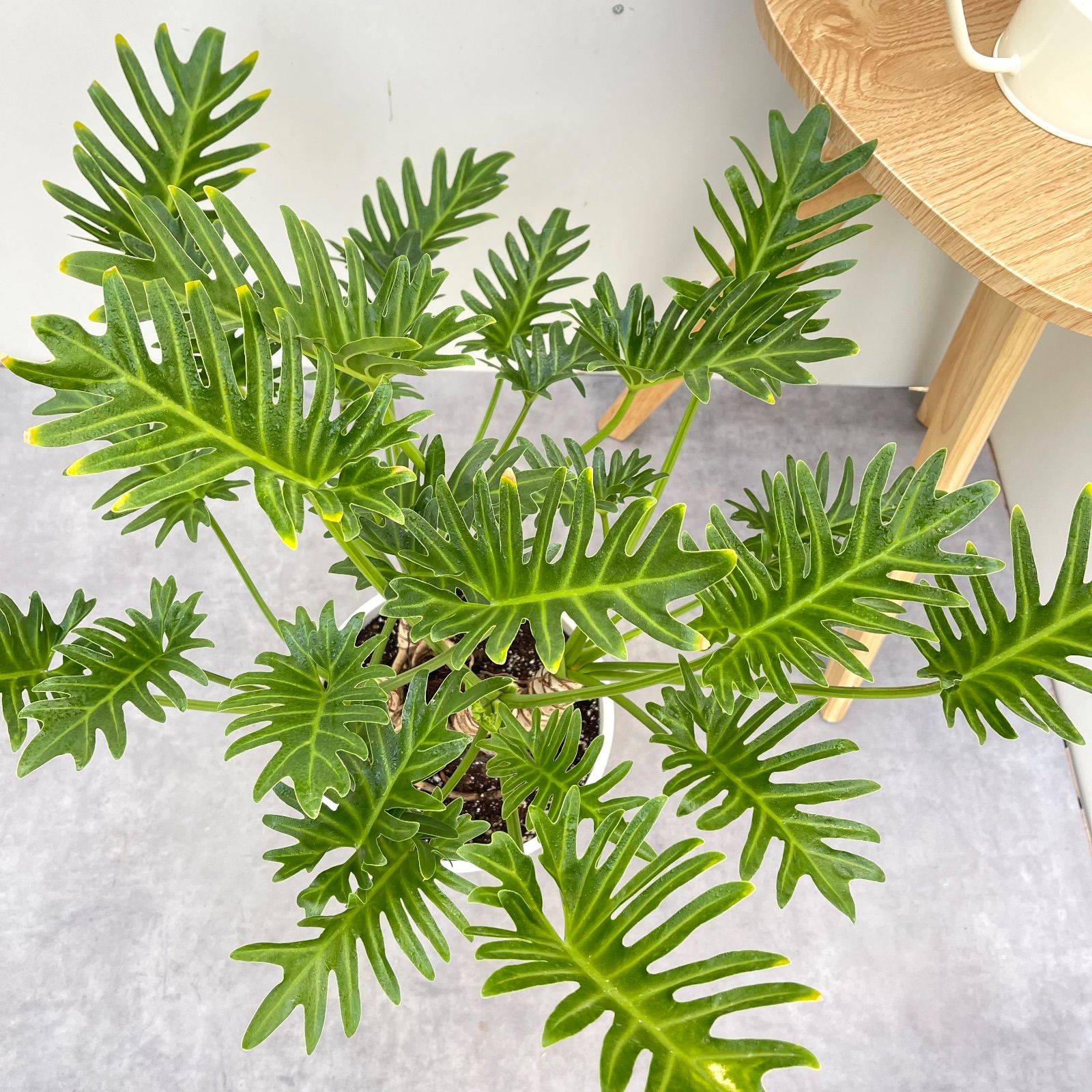 フィロデンドロン クッカバラ ジャイアント 幹上がり 8【現品】観葉