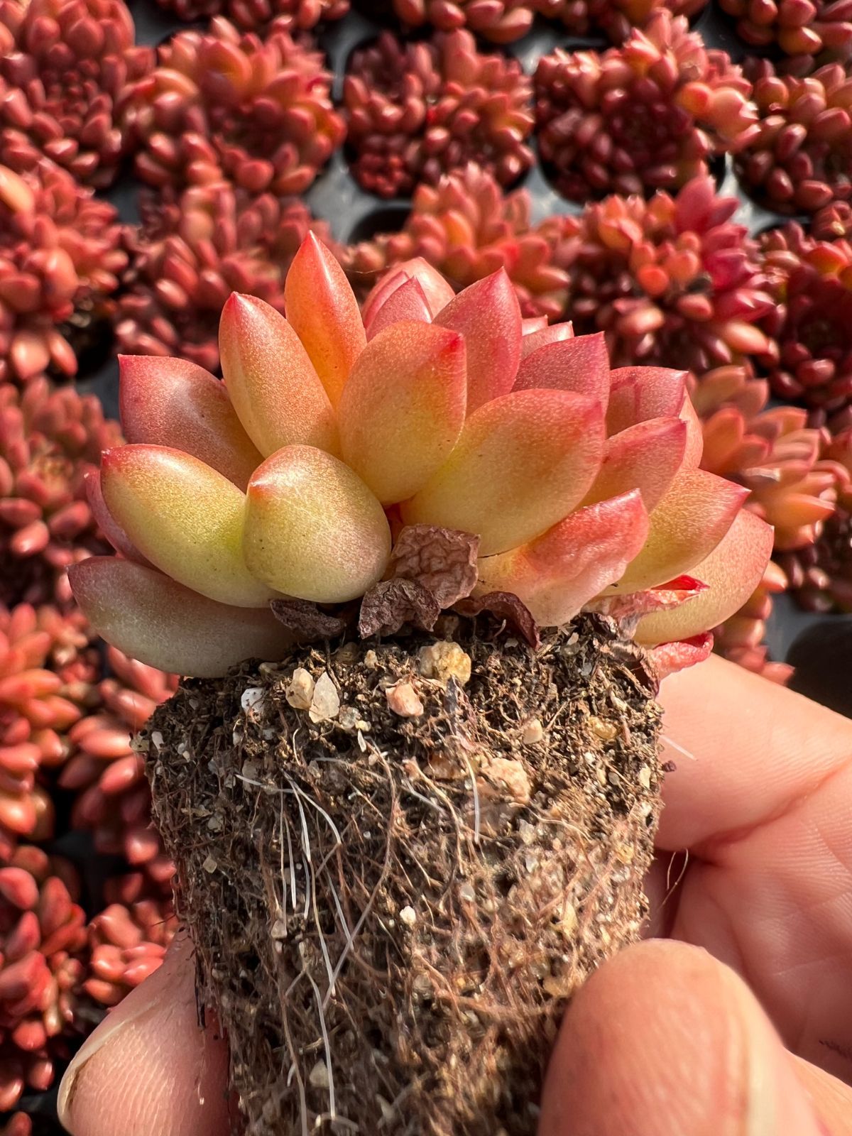 新発売 LL069 ルビー 72苗セット 土と根付き 多肉植物 エケベリア 韓国