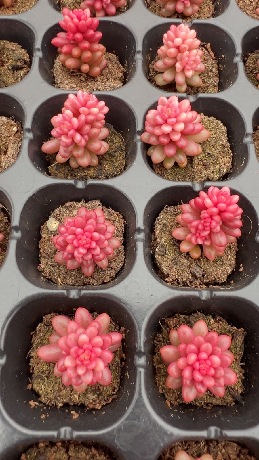 新発売 LL074 レッドベリー錦 105苗セット 土と根付き 多肉植物