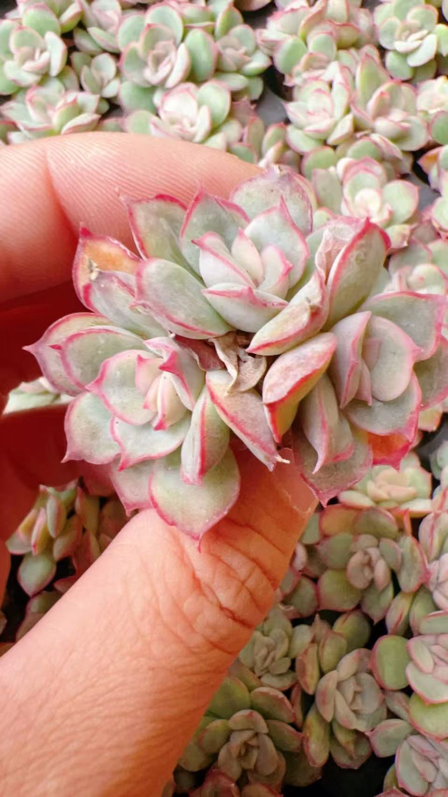 新発売 LL076 オリオン座 105苗セット 土と根付き 多肉植物 エケベリア