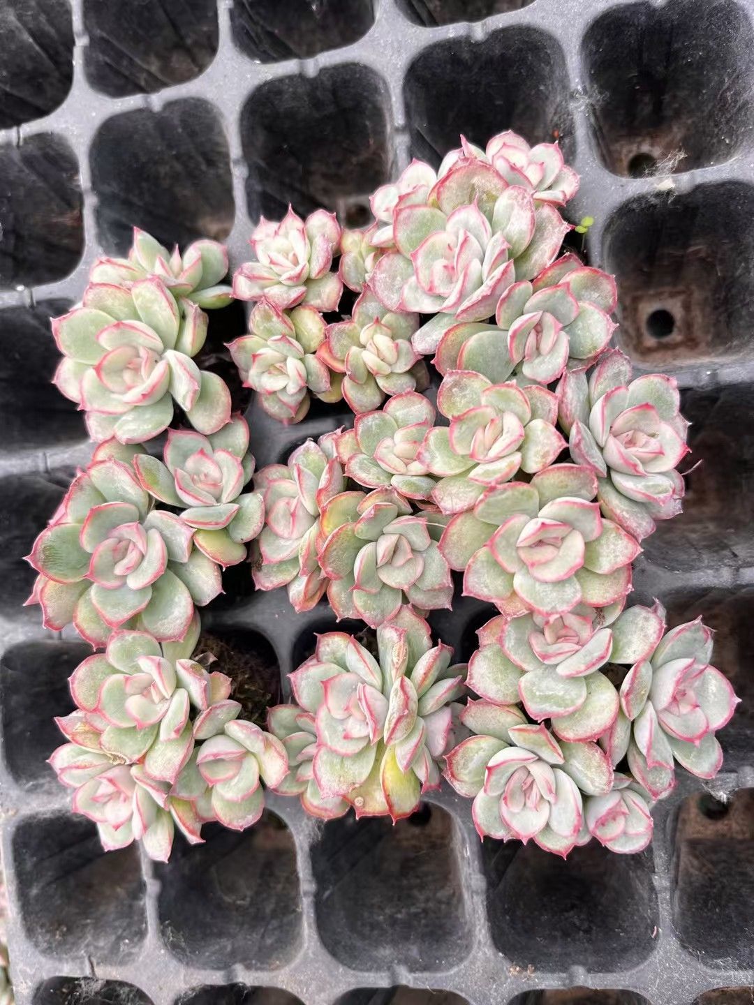 新発売 LL076 オリオン座 105苗セット 土と根付き 多肉植物 エケベリア