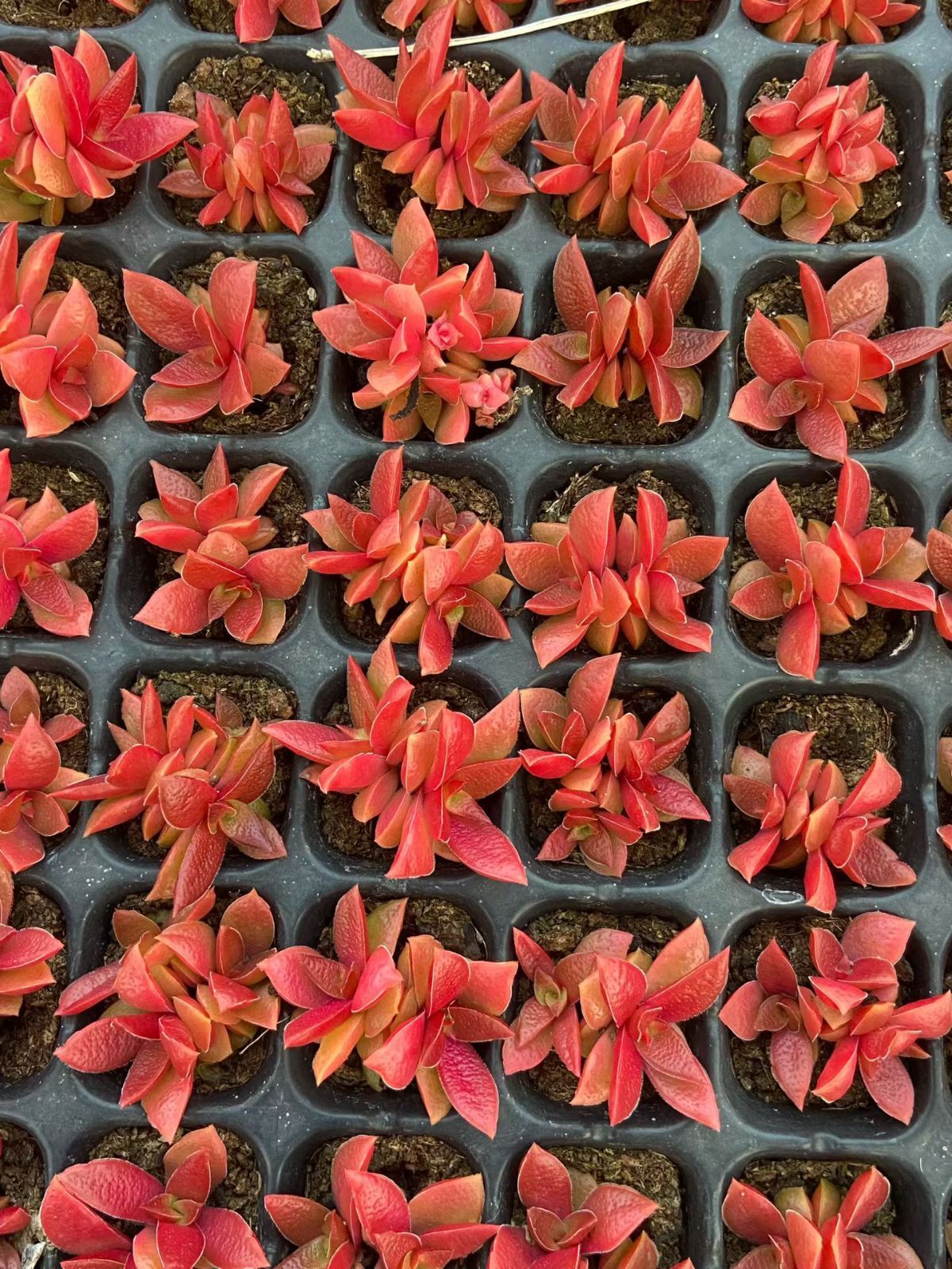 新入荷 ビロード 鮮やかな105苗セット 土と根付き 多肉植物 エケベリア