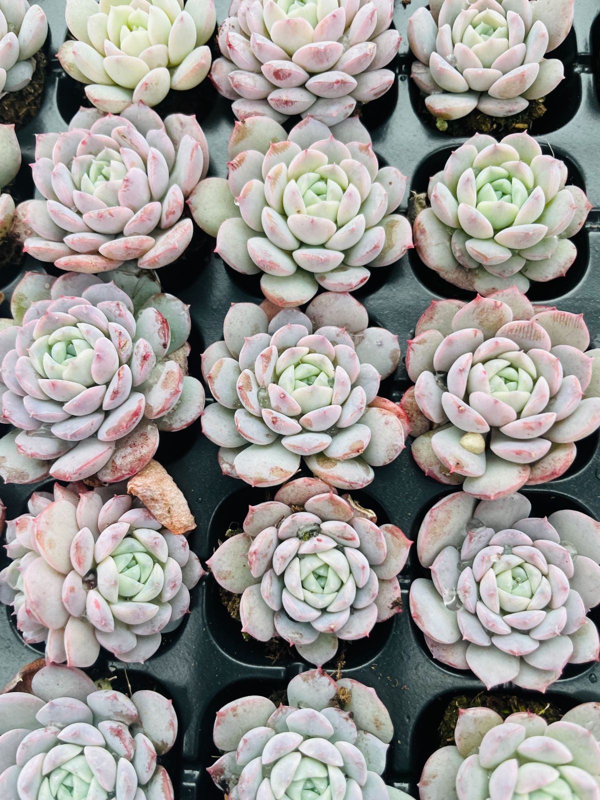 C780　花火　105苗セット　多肉　土根付き　エケベリア　サボテン　韓国苗 C780花火105苗セット多肉土根付きエケベリアサボテン韓国苗