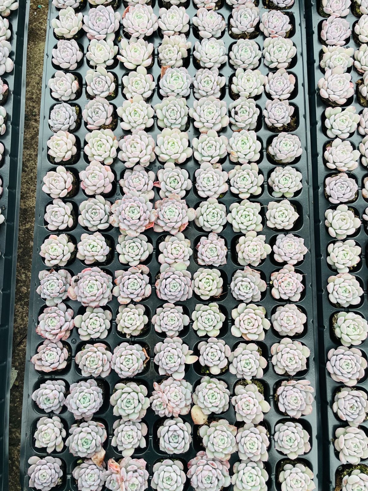 新発売 LL080 恩寵 105苗セット 土と根付き 多肉植物 エケベリア 韓国