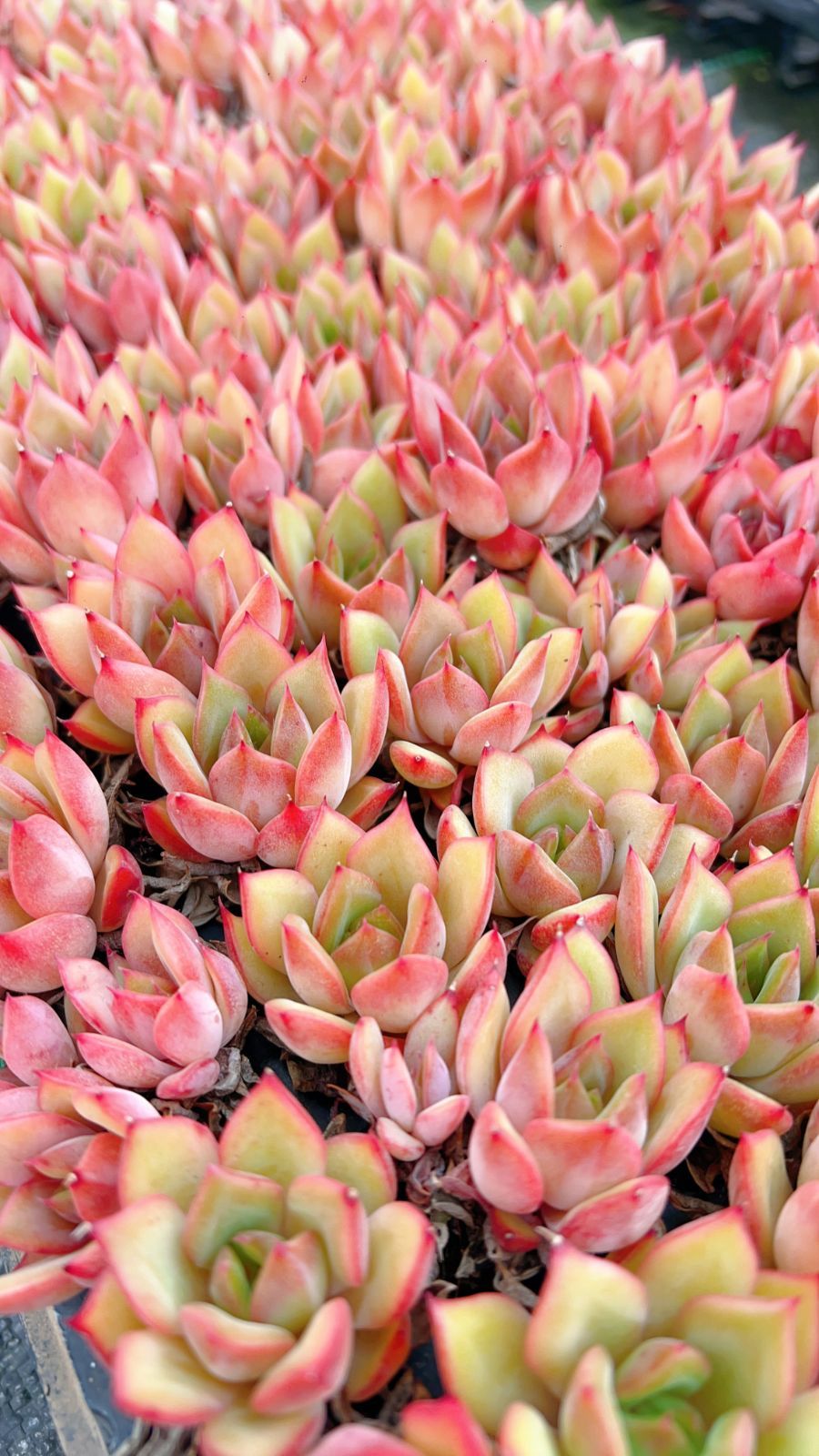 新発売 LL081 クリスマス・レッドエッジ 105苗セット 土と根付き 多肉