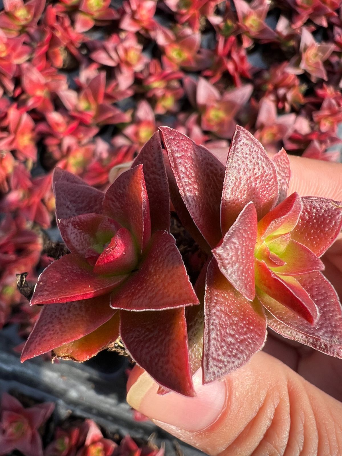 新発売 LL086 レッド鬼 105苗セット 土と根付き 多肉植物 エケベリア