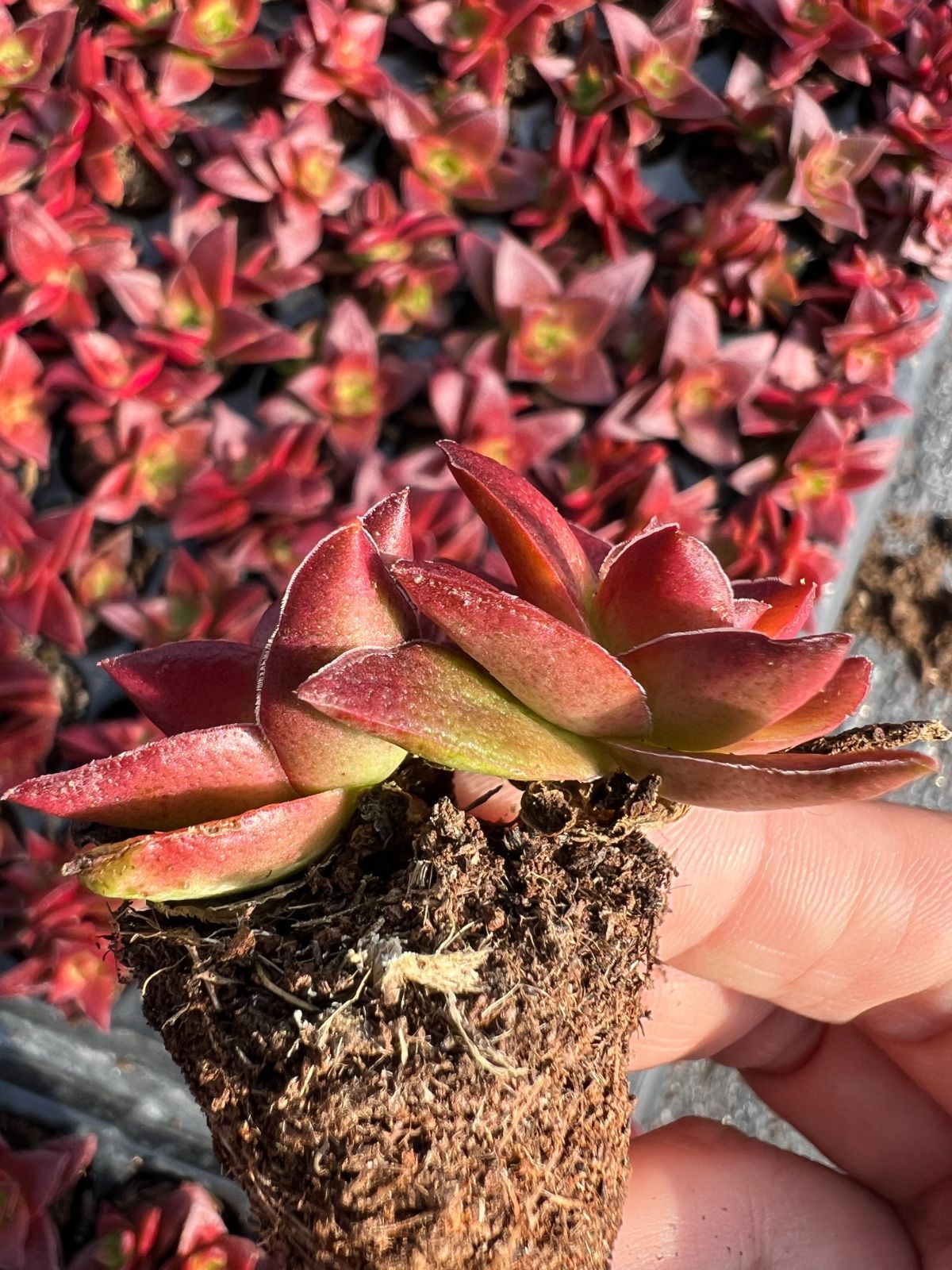 新発売 LL086 レッド鬼 105苗セット 土と根付き 多肉植物 エケベリア