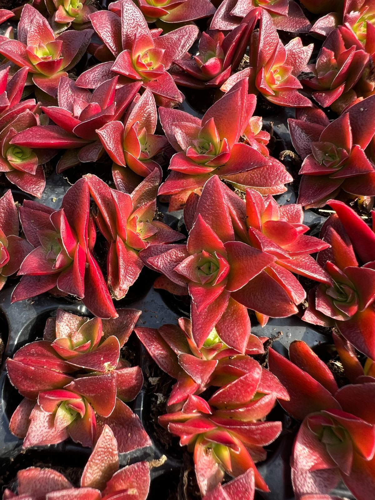 新発売 LL086 レッド鬼 105苗セット 土と根付き 多肉植物 エケベリア