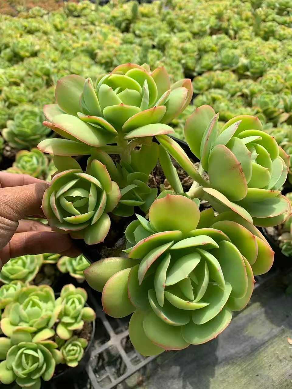 多肉植物　エケベリア　ラブリーローズ5苗セット 12株の抜き苗セット】アイスラブリーローズ 多肉植物 佐川急便発送