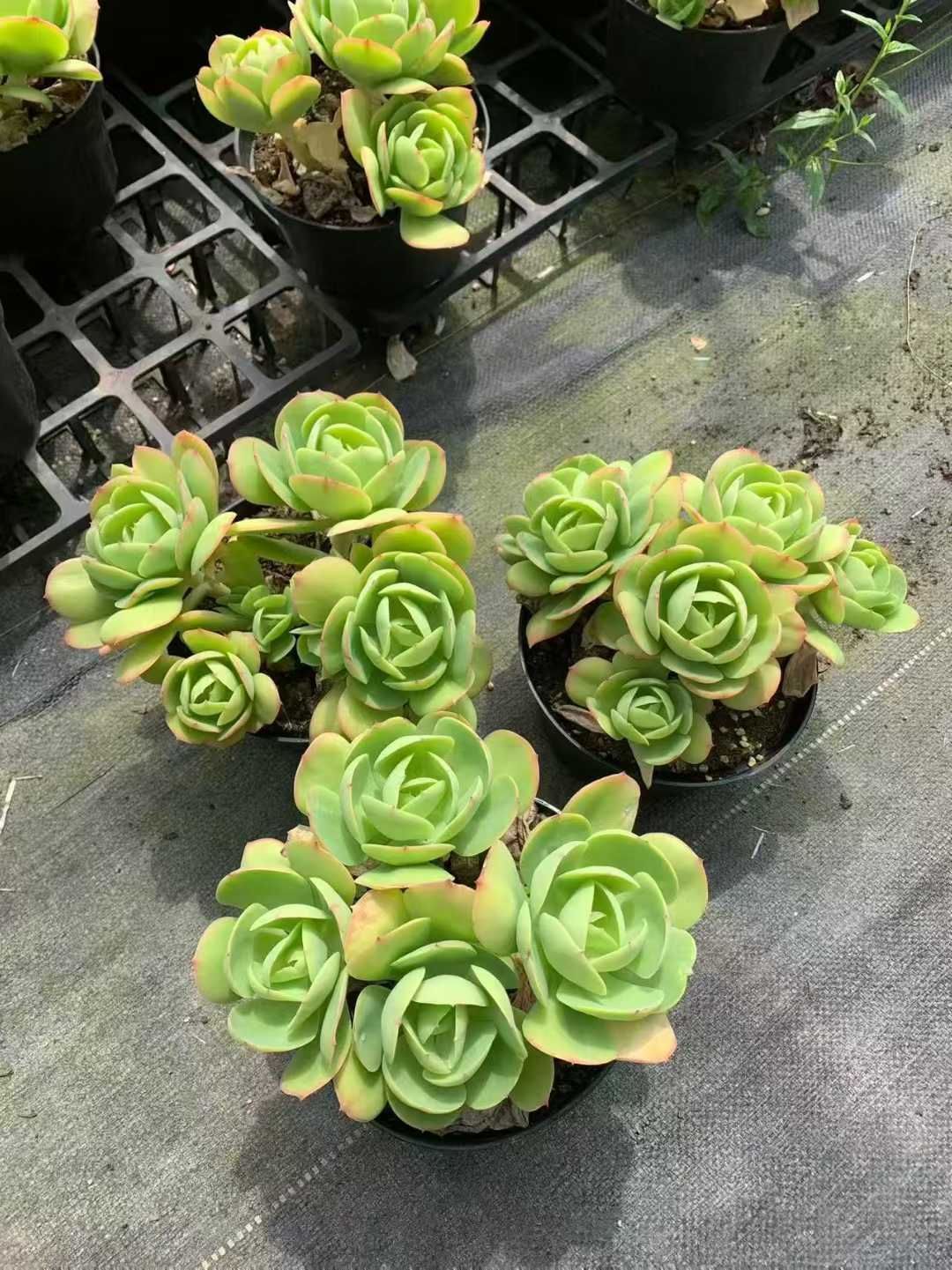 12株の抜き苗セット】アイスラブリーローズ 多肉植物 佐川急便発送