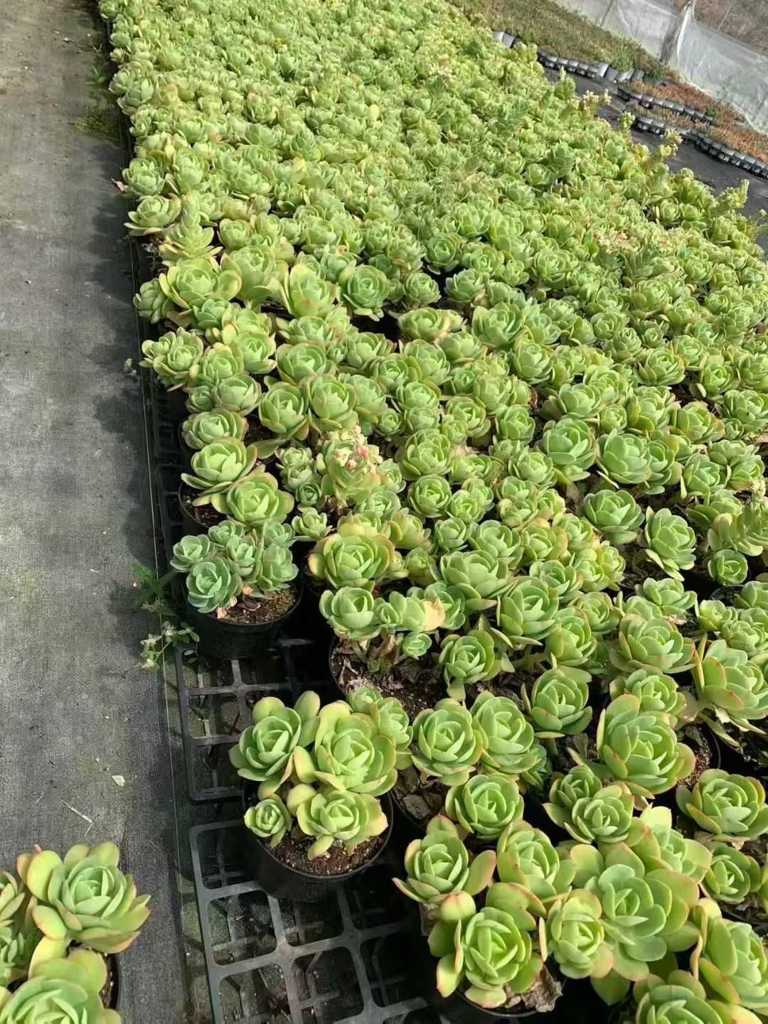 12株の抜き苗セット】アイスラブリーローズ 多肉植物 佐川急便発送