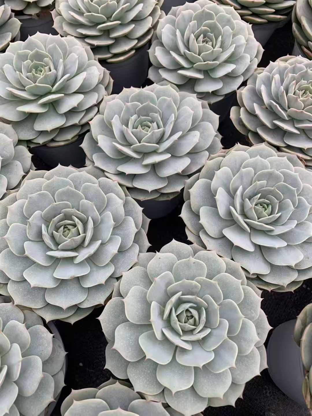 18株の抜き苗セット】ホワイトルナレン 多肉植物 佐川急便発送