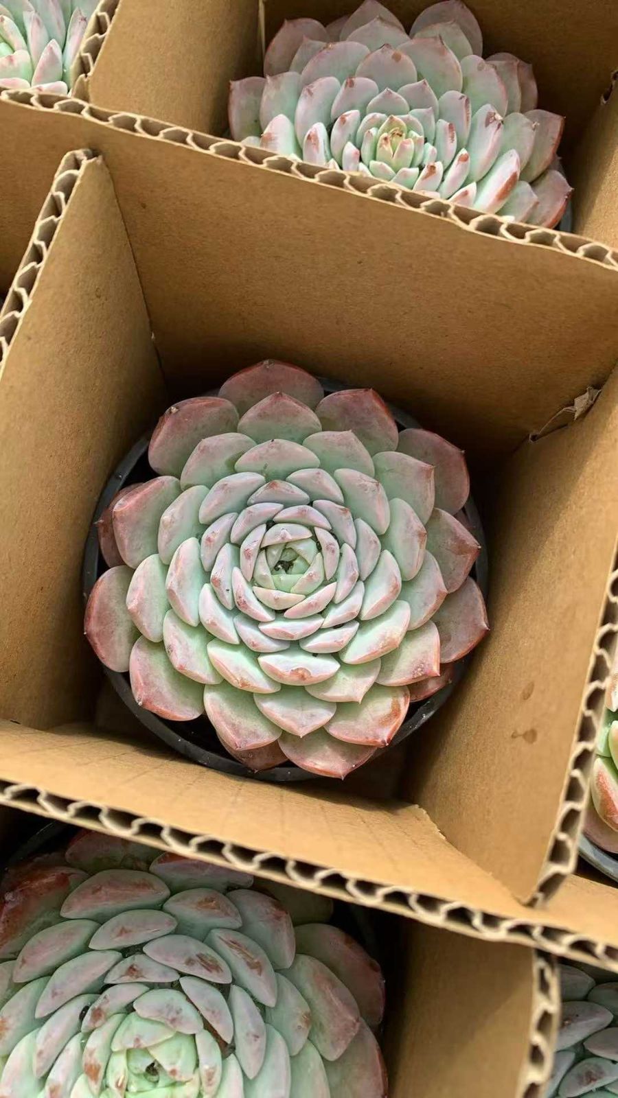 18株の抜き苗セット】恩寵 多肉植物 佐川急便発送 エケベリア 韓国苗