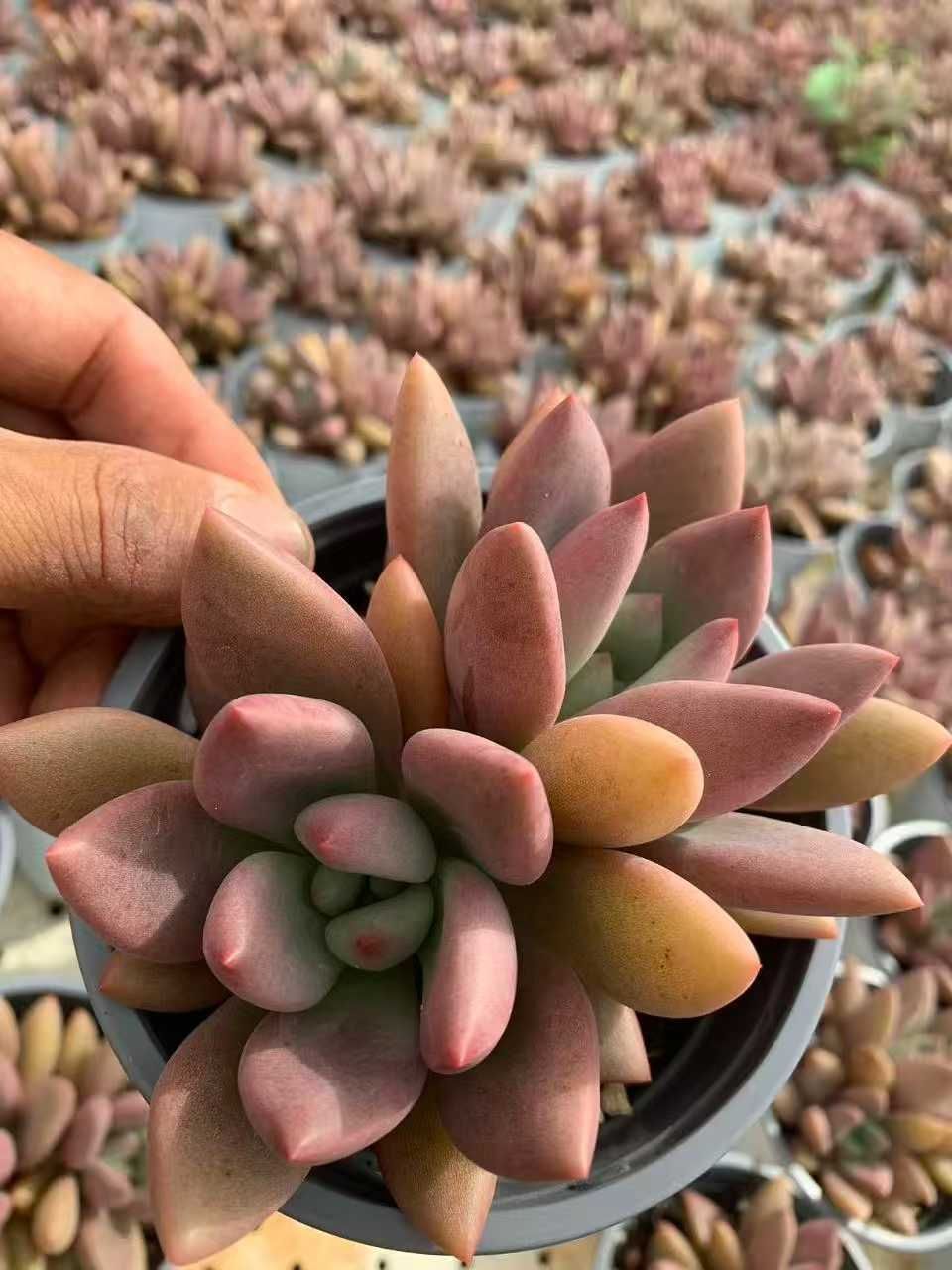 多肉植物  モーサン  抜き苗　良苗　エケベリア 12株の抜き苗セット】桃源 多肉植物 佐川急便発送 エケベリア 韓国苗