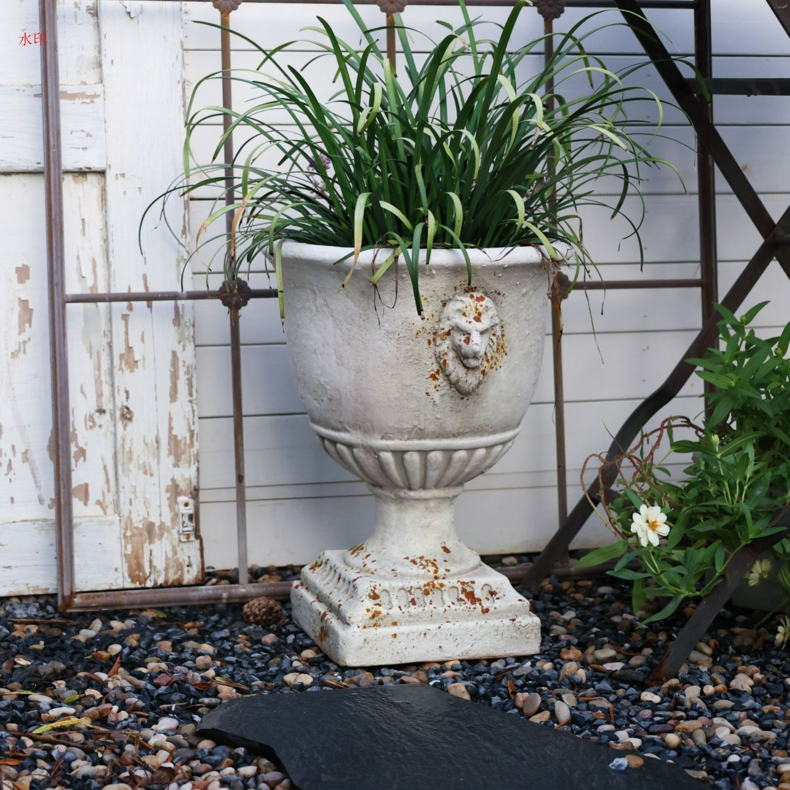 botanize ボタナイズ×n/oh コラボ鉢 SRLタグ付グラキリスパキプス