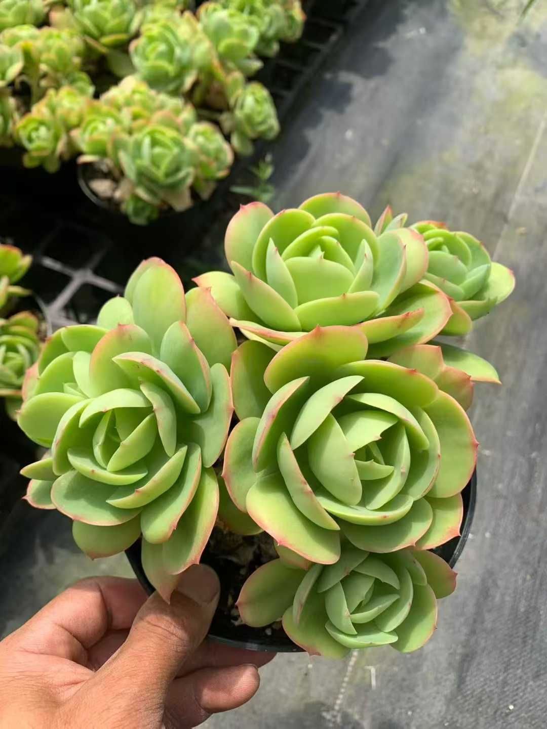 12株の抜き苗セット】アイスラブリーローズ 多肉植物 佐川急便発送