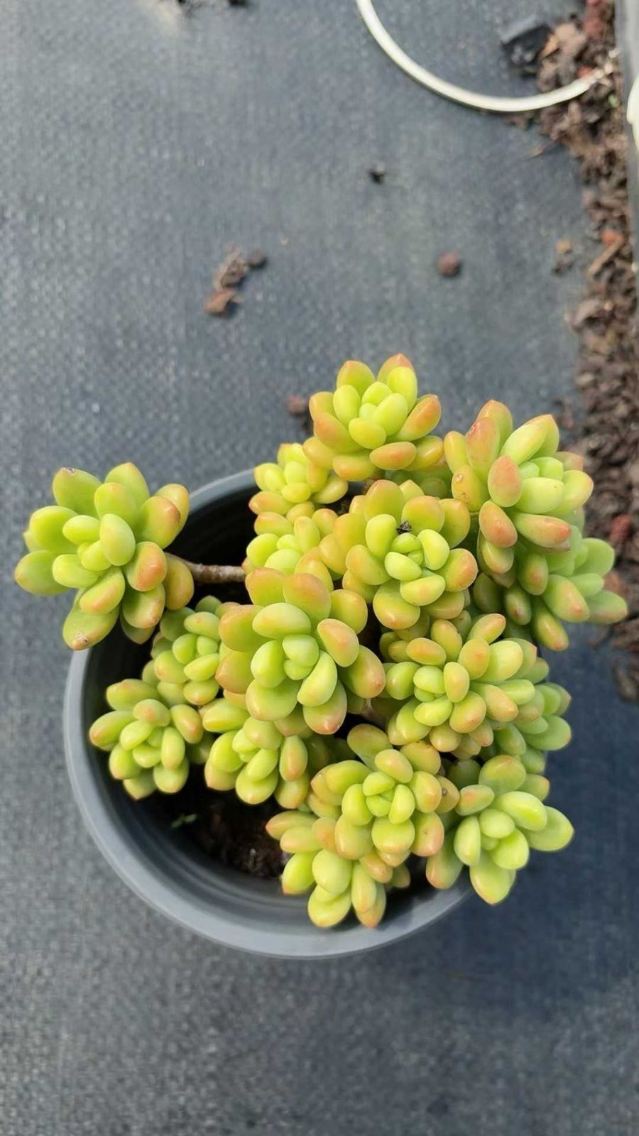 18株の抜き苗セット】シャングリラ 多肉植物 佐川急便発送 エケベリア