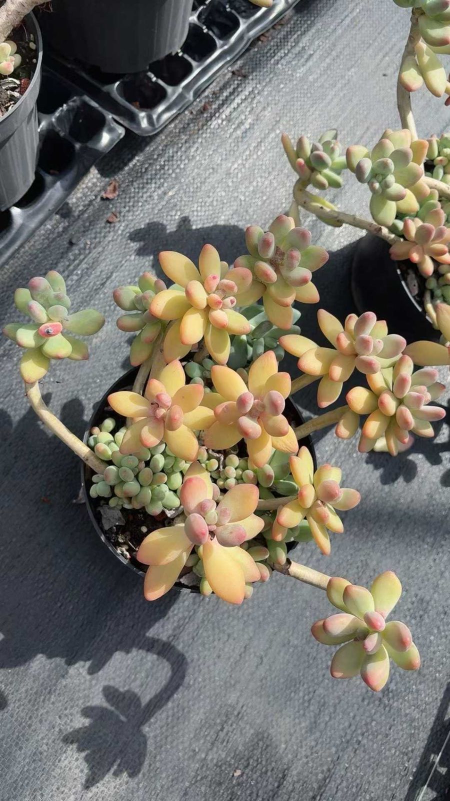 j*e様 U388 ブルーアップル 50株 多肉植物 抜き苗 エケベリア 韓国苗