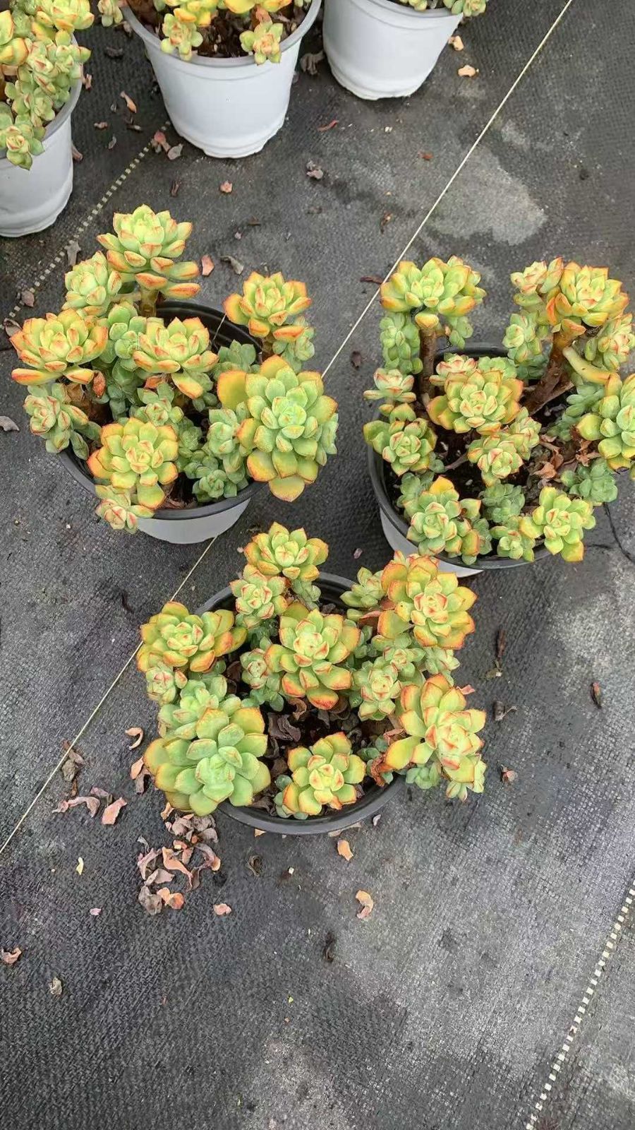 18株の抜き苗セット】カシオ 多肉植物 佐川急便発送 エケベリア 韓国苗