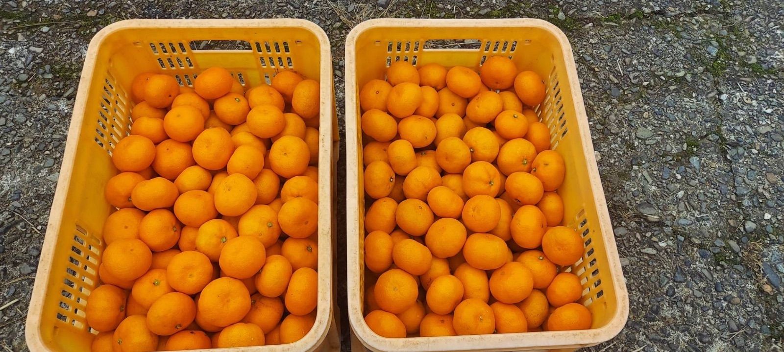 専用♥お年玉超特価❤みかん❤極やわ極上❤ダブルお布団♥Wボアケット 楽天市場】【メール便不可】TK-041TOKYO KENDAMAけん玉 BEECH ビーチ