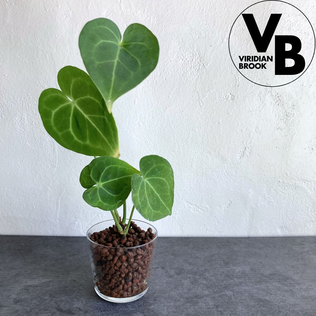 アンスリウム クラリネビウム ハイドロカルチャー 水耕栽培 - メルカリ