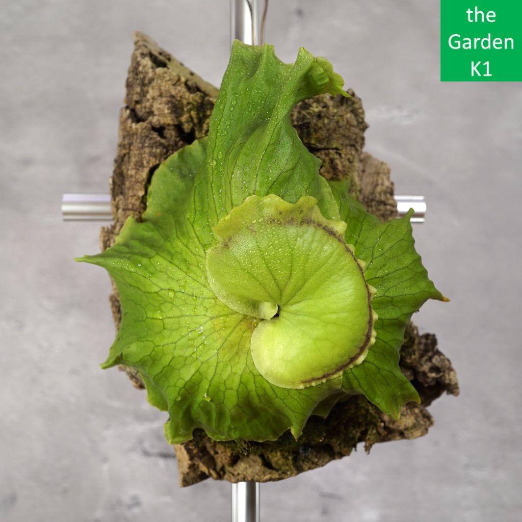 ビカクシダ コロナリウム〔white〕コルク付け1 P coronarium cv white