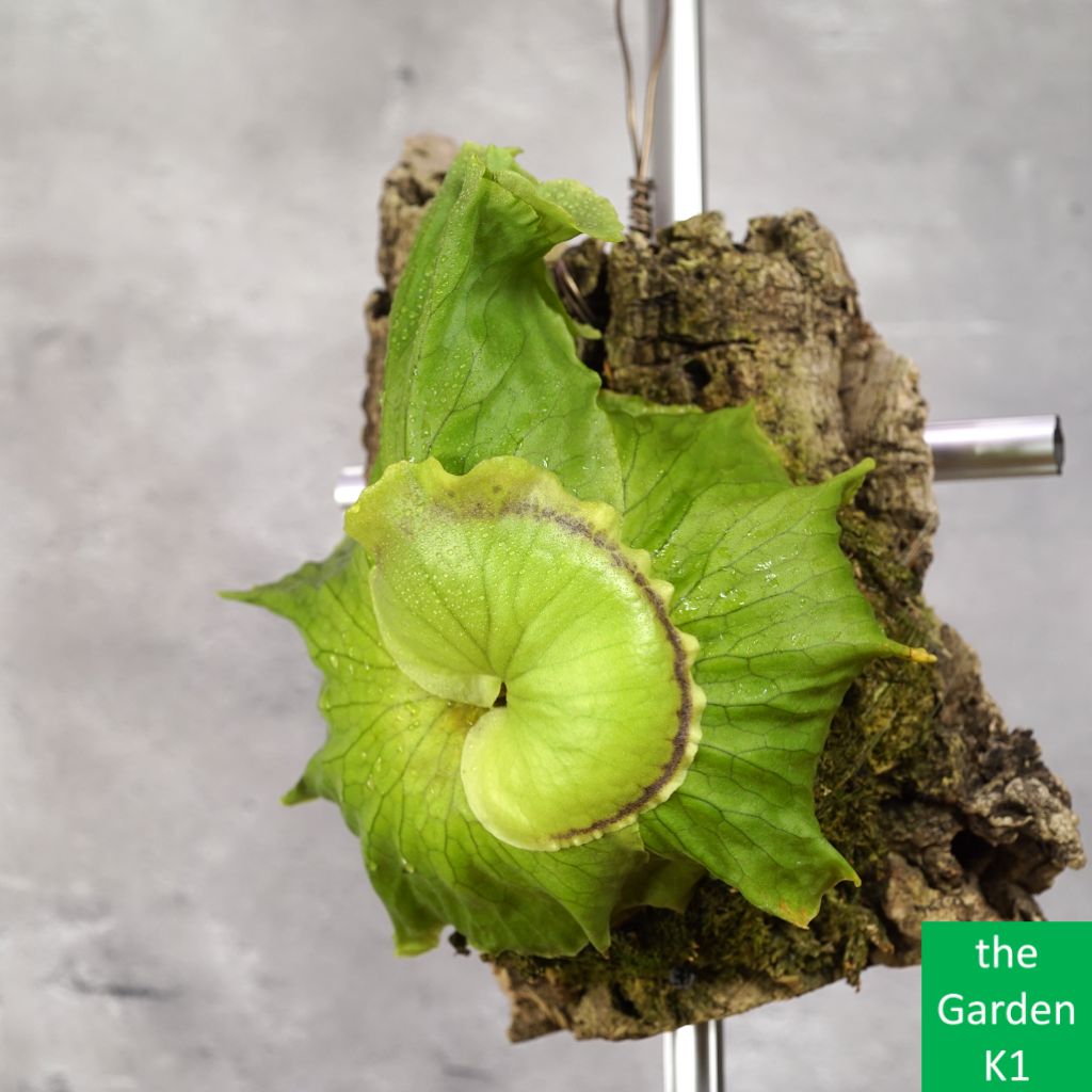 ビカクシダ】コロナリウム C20026 コルク付け【コウモリラン】 - メルカリ