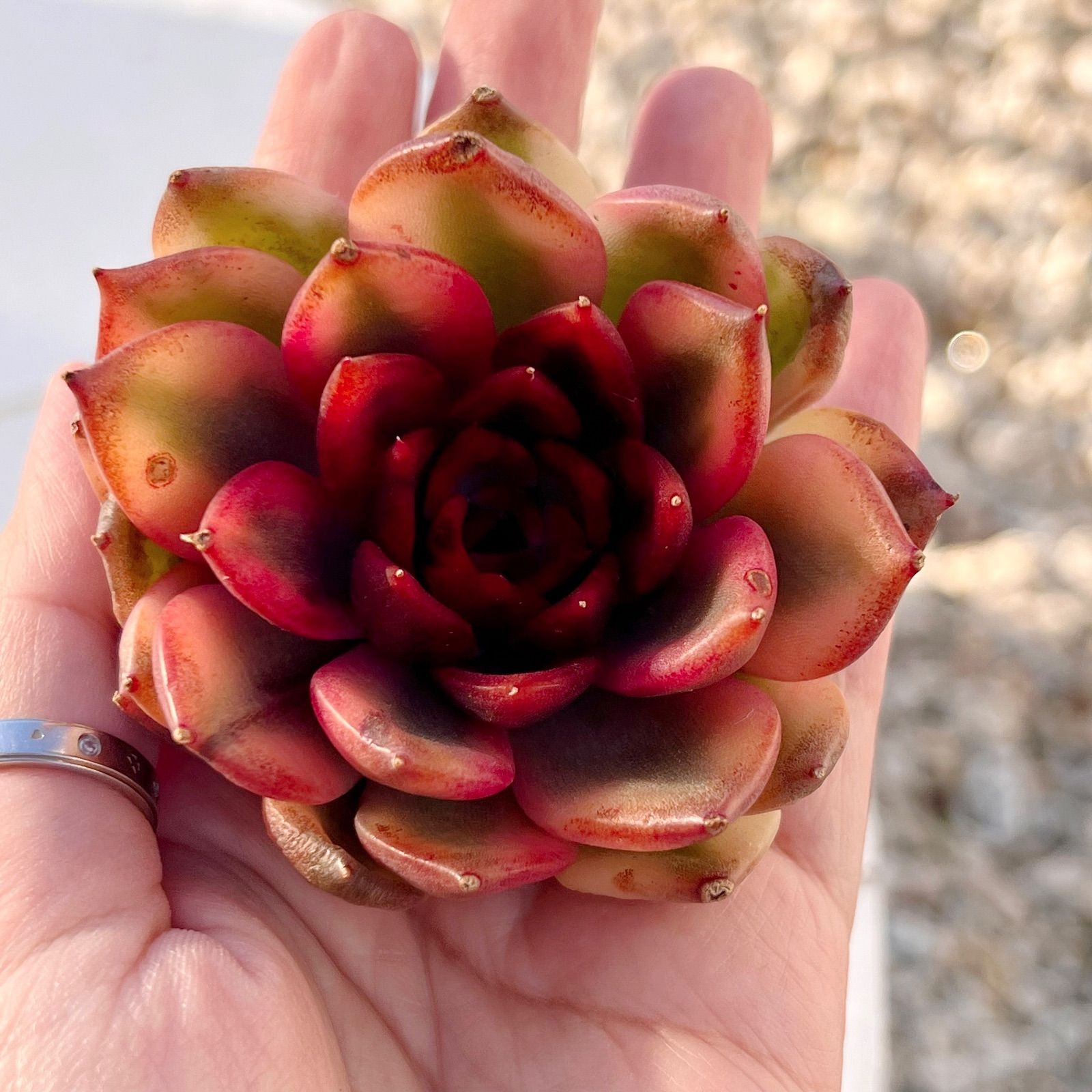 多肉植物　ダウニー錦　韓国苗　1点のみ 多肉植物 ダウニー錦 韓国苗